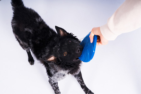 一只顽皮的穆迪犬用牙齿捡起蓝色飞盘
