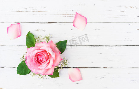 白色木质背景上带花瓣的美丽粉色玫瑰花