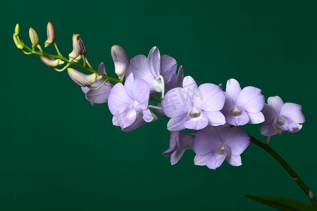 Dendrobium Snoia 是一种商业杂交种，在泰国作为切花和盆栽植物很受欢迎