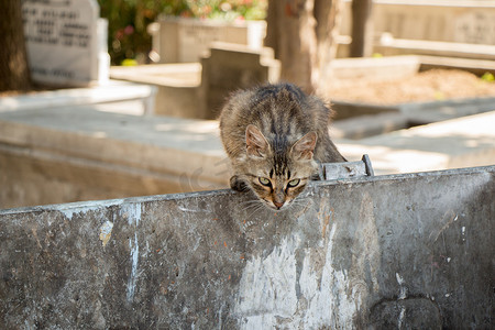 在街上看到流浪猫