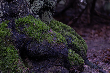 有树根树摄影照片_秋季森林中长有绿色苔藓的树根