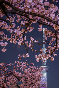 东京晴空塔和夜樱