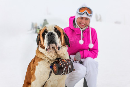 圣伯纳犬与标志性的桶坐在雪地里与 bl