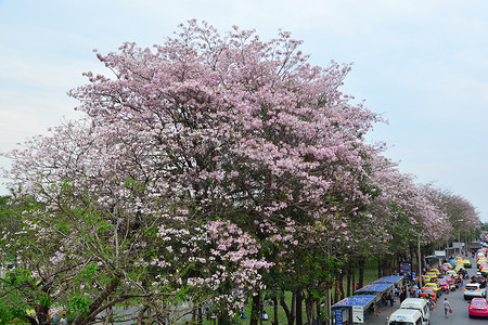 泰国樱花（Chompoo pantip 或粉红喇叭树）