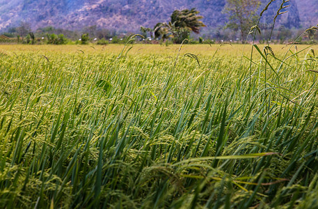 绿色稻田背景摄影照片_绿色稻田背景和稻穗临近收获。