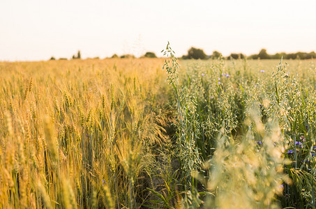 绿色的燕麦耳朵和黄色的小麦在阳光明媚的日子里生长在田野里。