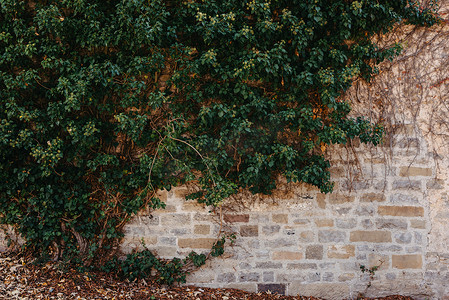 攀岩色彩摄影照片_在一个老砖墙上的绿色植被。