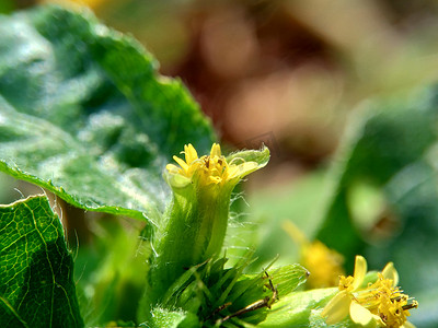 具有自然背景的节点杂草（也称为 Synedrella nodiflora、synderella 杂草）的宏观照片。