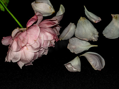 枯萎的摄影照片_一朵枯萎的羽状玫瑰受伤的花瓣