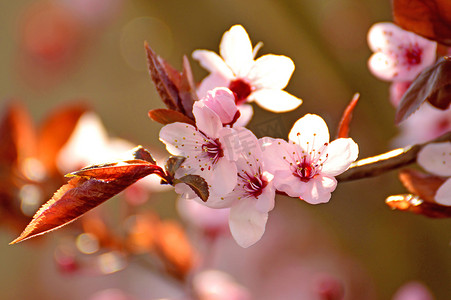 日本樱花