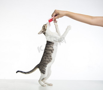 站着的猫摄影照片_猫站着吃手上的食物