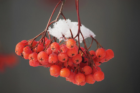 雪下的浆果