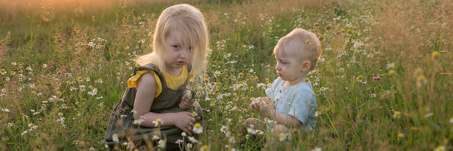 采草摄影照片_一个小男孩和一个女孩正在洋甘菊花田里采花。