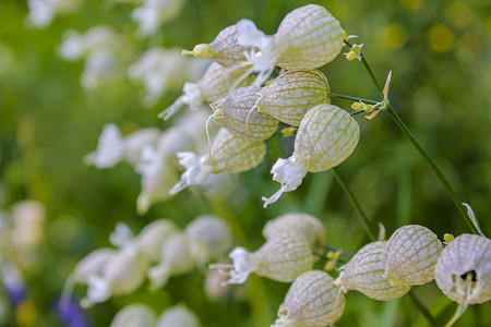 挪威花草地上膨胀的捕蝇草 Silene vulgaris。