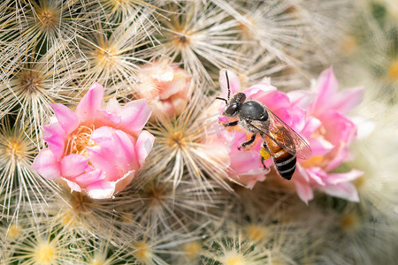 粉红色花朵上的小蜜蜂或矮蜂 (apis florea) 的图像收集花蜜。