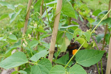 红花菜豆藤上的丑角瓢虫，在棚屋里长大