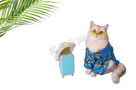 穿着蓝色夏季衬衫和黄色眼镜的可爱猫，坐在一个蓝色小手提箱旁边