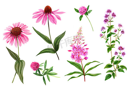 一组野外粉红色的花朵和草药，水彩手绘