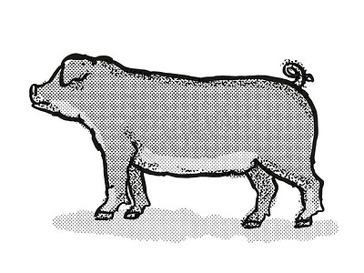 杜洛克猪品种卡通复古绘图