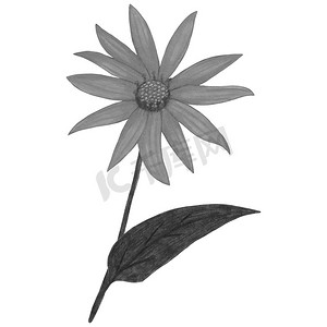 手绘黑白 Topinambur，叶子在白色背景下被隔离。