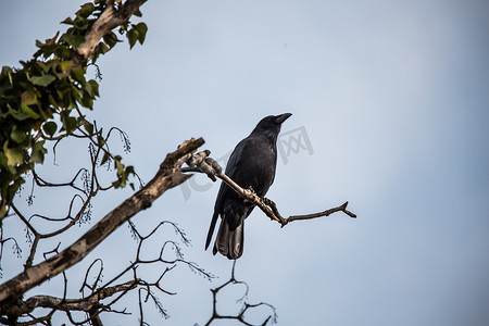 羽毛png透贴摄影照片_乌鸦坐在高高的树枝上，向外望去