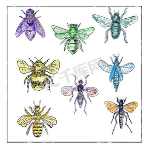 白色背景上的老式蜜蜂和苍蝇系列