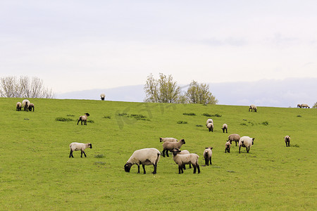 下萨克森州摄影照片_德国下萨克森州沼泽地的绿色草地上吃草的绵羊。