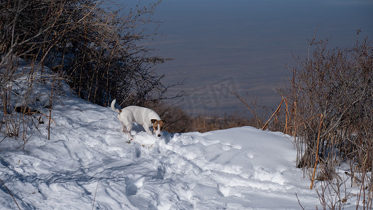 杰克罗素梗狗跑过雪堆。
