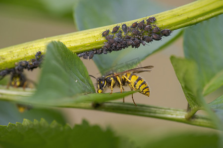 黄蜂坐在一片叶子上，啃食蚜虫的蜜露