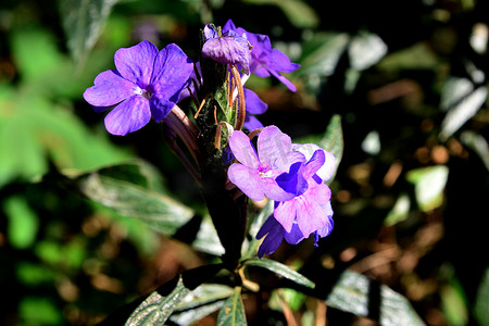 蓝色 Eranthemum 或 Eranthemum pulchellum，通用名称：蓝色鼠尾草、死亡卡马斯