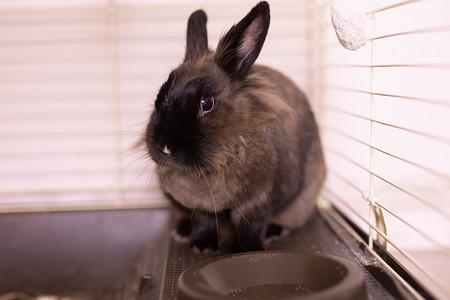 滑稽兔子摄影照片_关在笼子里的滑稽可爱的棕色兔子。