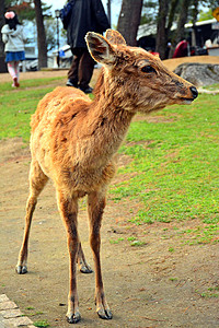 在日本奈良的公园里漫游的鹿