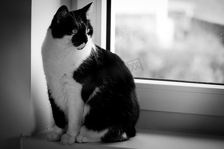 黑色和白色的猫坐在窗边。