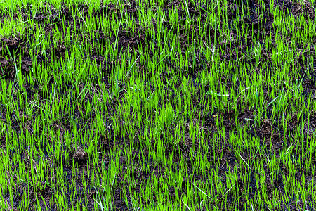 春天，焦土上长出了嫩绿的小草。