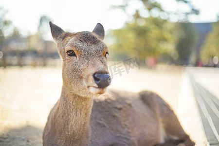 在奈良公园关闭拍摄可爱的鹿。