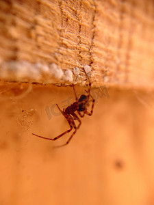 蜘蛛垂下摄影照片_垂悬在一个木天花板下的蜘蛛特写镜头