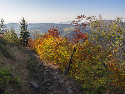 从 Lusatian 山脉的 Klic 或 Kleis 或 luzicke hory 山顶的人行道上，可以看到鲜艳的秋色落叶和针叶林和青山，蓝天黄金时段的灯光