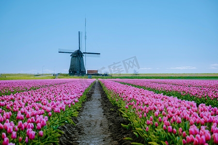 荷兰郁金香田摄影照片_荷兰的郁金香田，色彩缤纷的郁金香田和木制风车