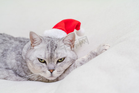 圣诞猫摄影照片_戴着红色圣诞帽的苏格兰直圣诞猫睡在白色毯子上。