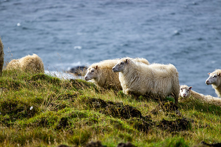 冰岛绵羊在海洋附近的草地上吃草，这是纯北方自然中的家畜群。