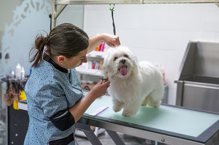 白色毛发摄影照片_：年轻的女狗美容师用剪刀在下巴下梳理一只白色的马耳他小狗