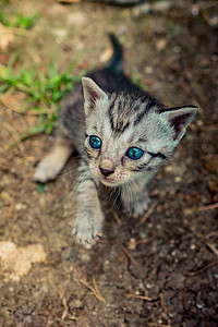 小可爱宠物摄影照片_地面上展出的小可爱灰色小猫