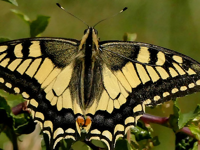 德国夏季的燕尾蝶