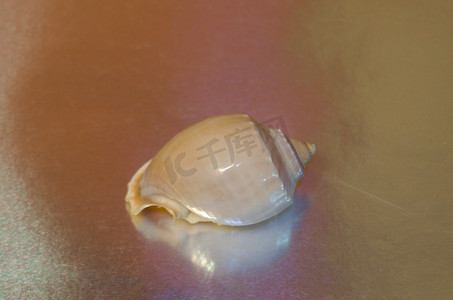银灰色金属摄影照片_珍珠母贝壳在闪亮的金属银灰色背景上特写