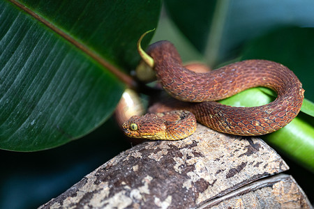 毒蛇摄影照片_叶毒蛇，Atheris squamigera