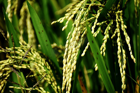 水稻种植 - 农业