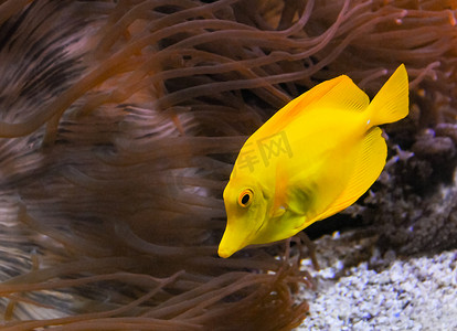 (Zebrasoma flavescens)，以海葵为背景的黄色鱼在海洋水族馆