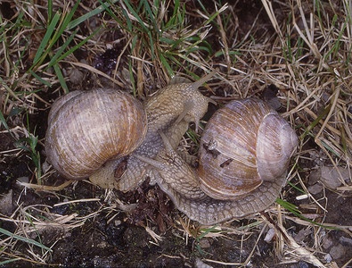 葡萄园蜗牛在交配期间与住房