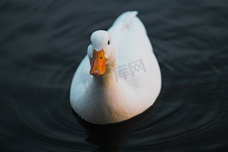 小白鸭在湖上游泳