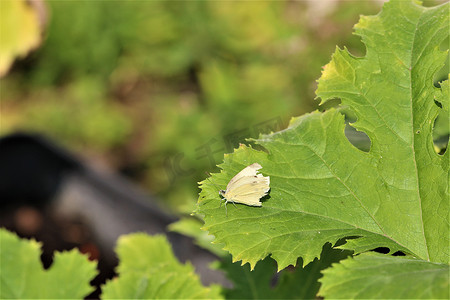 彩色马铃薯摄影照片_西葫芦叶上的卷心菜白蝴蝶-pieris brassicae